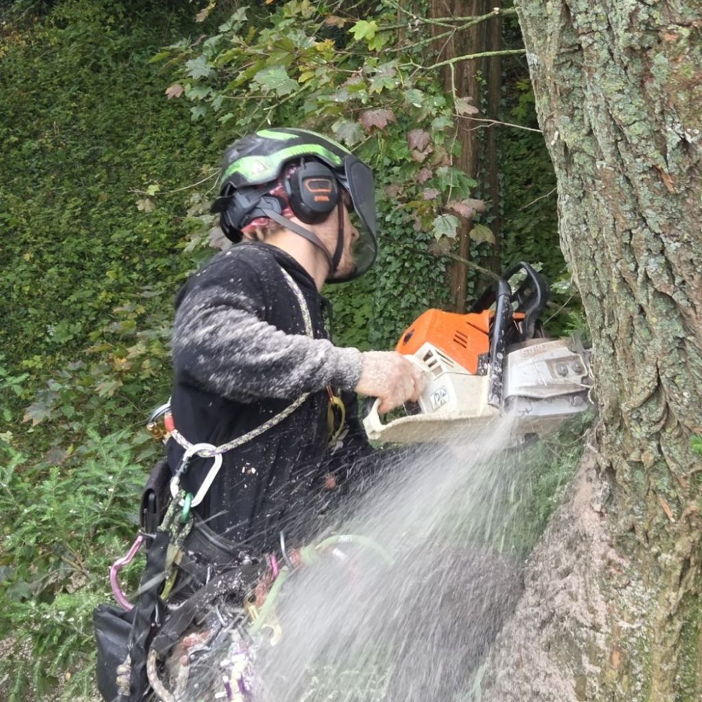 Abattage démontage