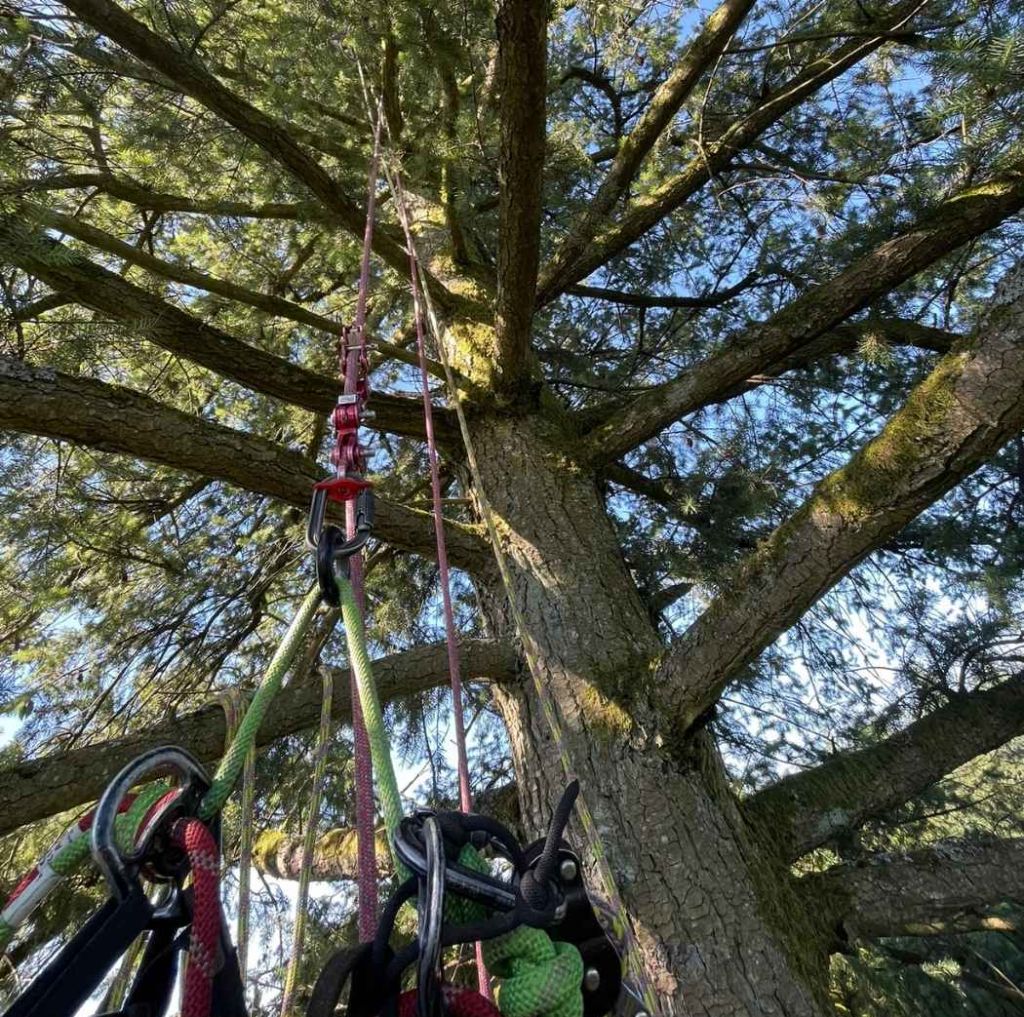 Tailler un arbre